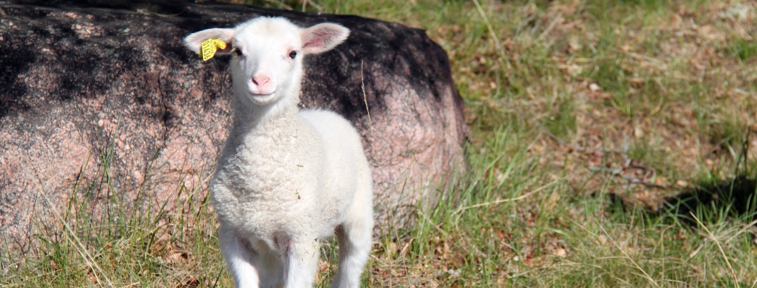 Bild visar ett vitt lamm som står på gräs framför en bergsbit.