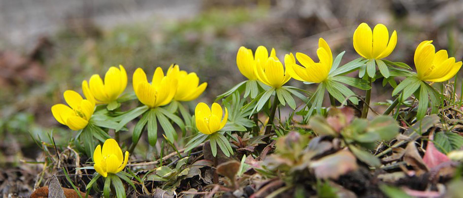 Bild på gula blommar